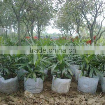 Bamboo Seedling photo-4