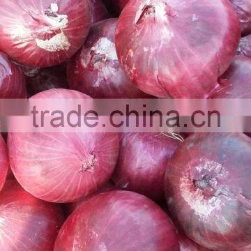 Best Quality Onion Price For Sri Lanka photo-2