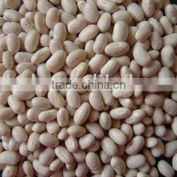 Japanese type white kidney bean