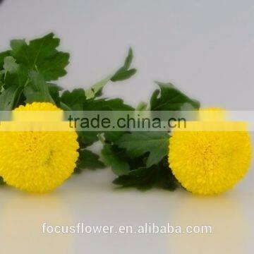 Tropical Chrysanthemum Pompon Mum Yellow Flower For The Elders photo-3