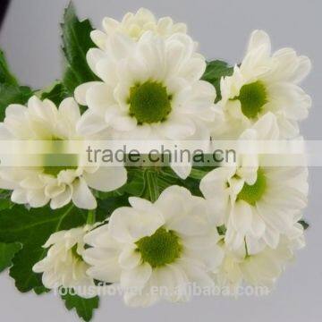 White Fresh Cut Chrysanthemum Daisy Flowers For Sale