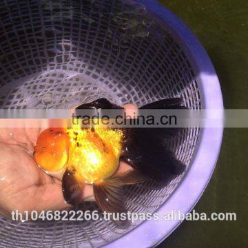 Live Tropical Gold Fish photo-3