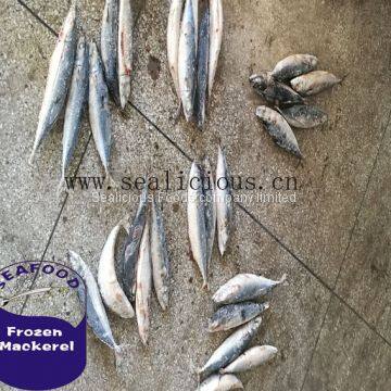 High Quality Frozen Fresh Sea Frozen Pacific Mackerel Fish 150-200 photo-2
