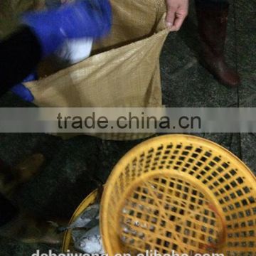 Frozen bonito from China seafood exporter with size 750-3000 g / pcs