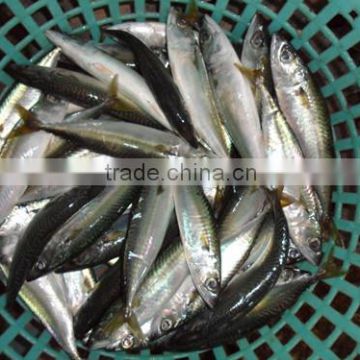 Frozen Chinese Pacific Mackerel for landing frozen 80 - 100 pcs