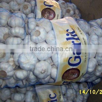 normal white garlic in sacks