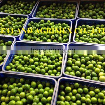 LEMON/LIME/GREEN LEMON/ SEEDLESS IN NEW CROP 2016 CHEAP PRICE