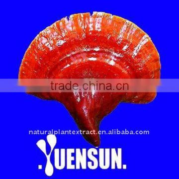 KOSHER Certified Ganoderma lucidum Extract/ Reishi Extract/Reishi Mushroom Extract