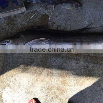 2016 New Coming Frozen Swordfish photo-3
