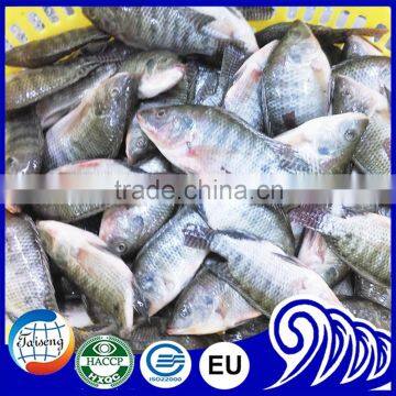 Frozen black tilapia size 500-800