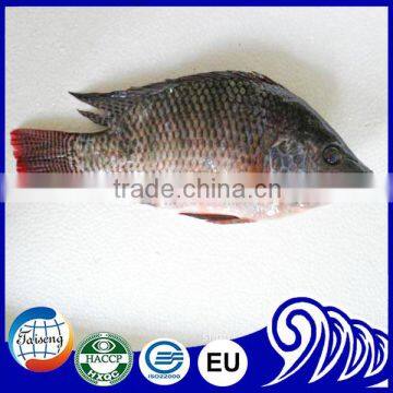 Tilapia Product frozen tilapia