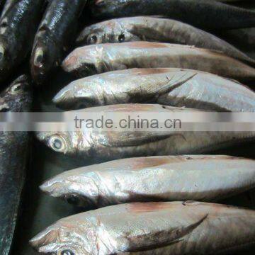 CARAPAU Frozen Horse Mackerel