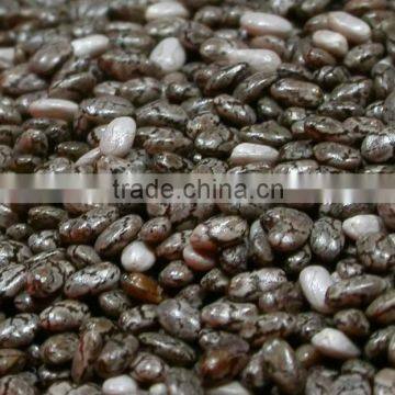 CHIA SEED