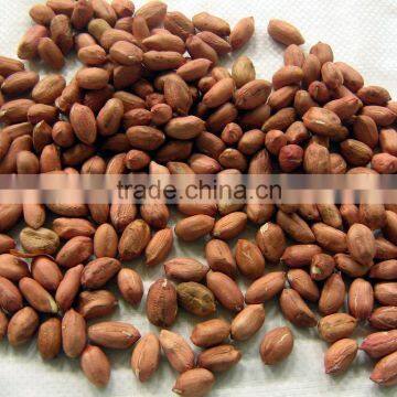 Raw Peanuts Shell for Sale From Factory Directly photo-2