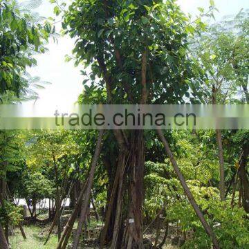 Ficus Altissima