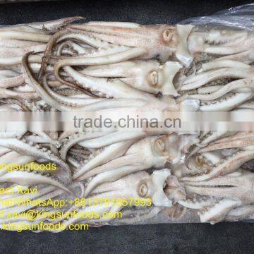 Whole Sale Todarodes Squid Tentacle