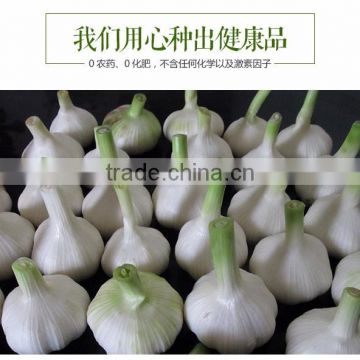 YUYUAN brand hot sail fresh garlic chinese garlic health benefit