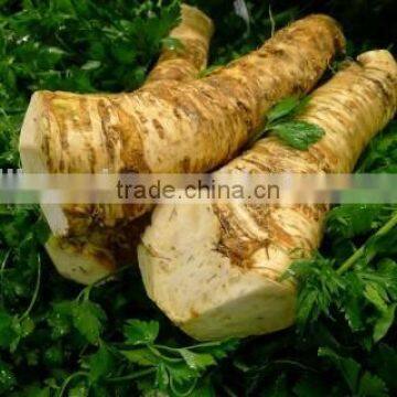 first class horseradish