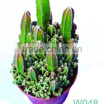 Cereus, Fairy Castle