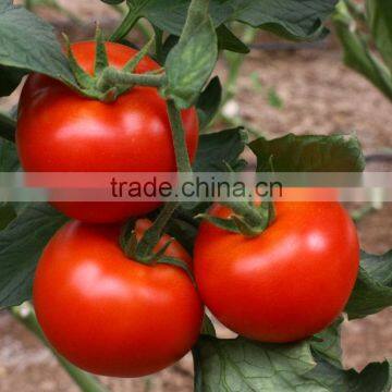 Vegetable Seeds photo-2