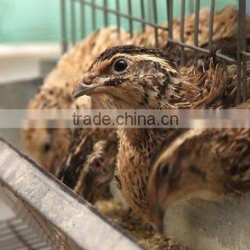 Automatic Drinker Quail Farming Equipment