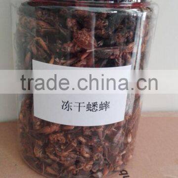 Dried Crickets/crickets powder