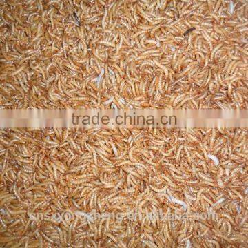 Good Quality Dried Mealworms for Pet birds ;Dried Mealworms in favourable price