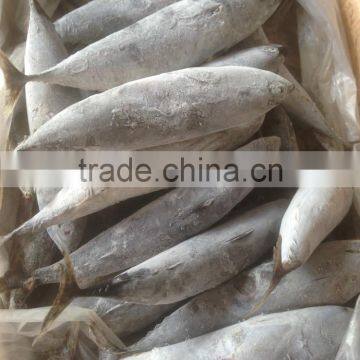 Sea Frozen Bonito Tuna photo-6