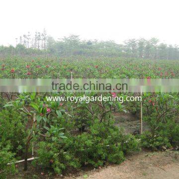 Plumeria Rubra(Red Frangipani) photo-3