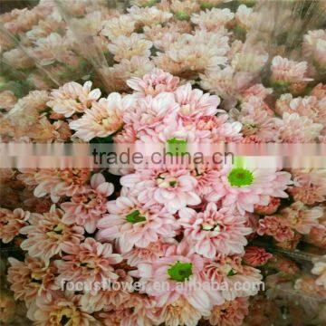 High Quality Sprayed Chrysanthemums With All Colors Wholesale photo-2