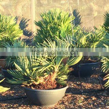 Trithrinax Campestris palm tree