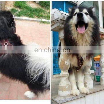 Wholesale Best Selling Pet Leather Dog Harness Search and Rescue Dog Harness