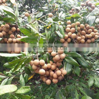 100% NATURAL BEST SELLER DRIED LONGAN FRUIT PRODUCT FROM VIET NAM photo-4