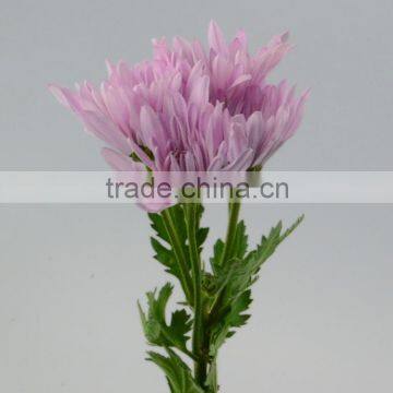 Alibaba china fresh preserved chrysanthemum china