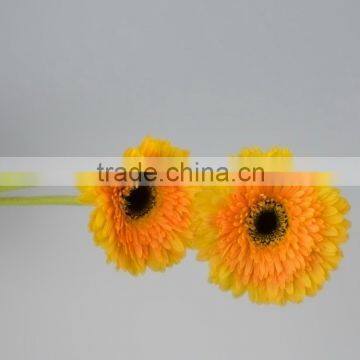 High quality Champagne gerbera flower for home decorating