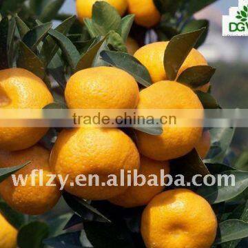 SUPPLY FRESH MANDARIN ORANGE