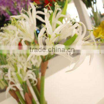 Lily