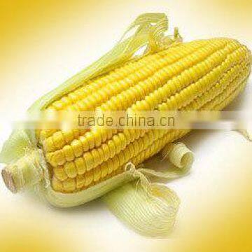 Yellow Maize