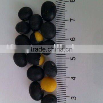 Black Soybean with Yellow Inside