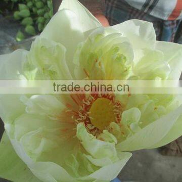 White Color Fresh Cut Lotus Flower Manufacturer in India photo-2
