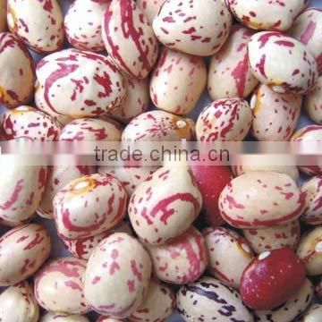 HPS & MC New Crop Kidney Beans