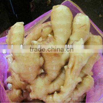 china ginger professional factory