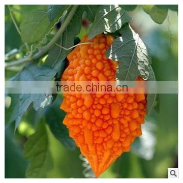 Fruit type bitter melon seeds bitter gourd seeds for growing