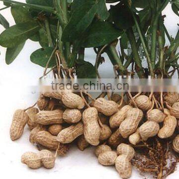 nutritional supplement raw peanut and peanut kernel for food and snack