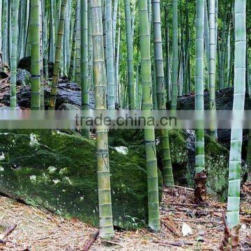 Phyllostachys Heterocycla (Carr.) Mitford Cv. Pubescens & Bamboo photo-2