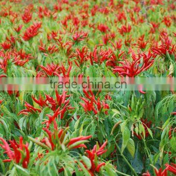 Humic Acid+Amino Acid Granular photo-3