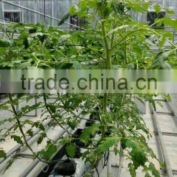 Truss Shape Trellising Hot Dipped Galvaniazed Cultivating Shelf Used in Greenhouse photo-3