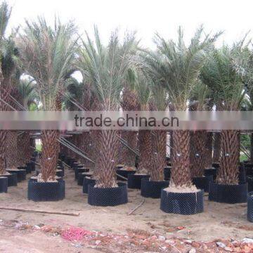 Fast Growth Container/Tree Container/Plastic Container photo-4