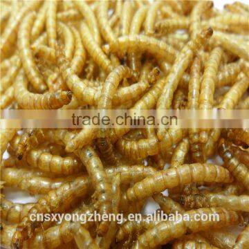 Dried Yellow Mealworm,Birds Food & Aquarium Fish Food photo-2