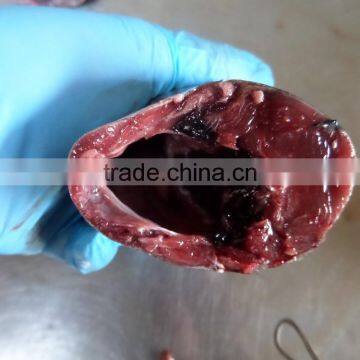 Frozen Bonito HGT photo-3